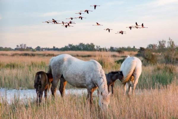Camargue Villa Beauvoisin  Ngoại thất bức ảnh